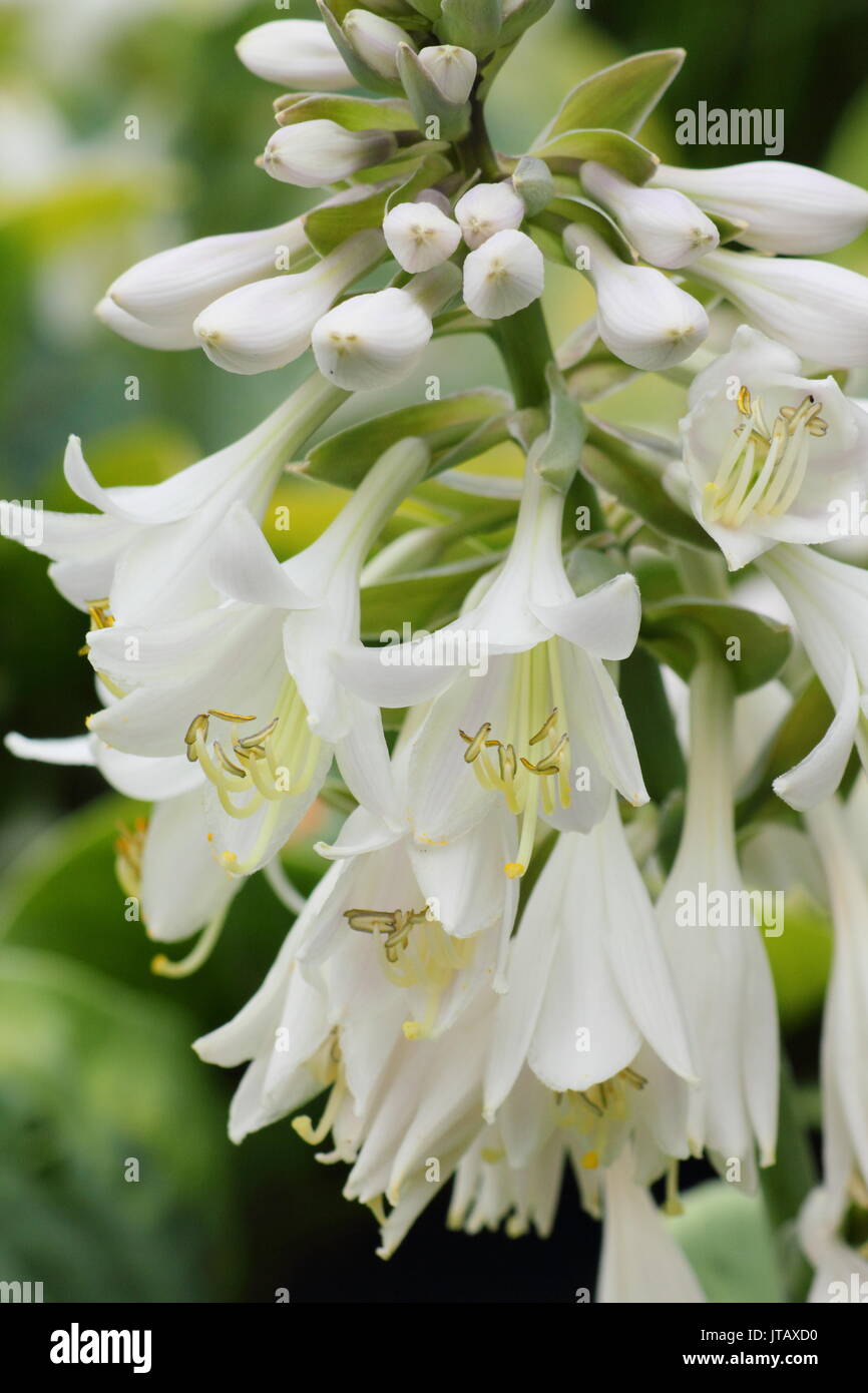 Hosta sieboldiana 'Frances Williams', également appelé 'Eldorado' et 'Yellow', en pleine floraison dans un jardin anglais border en été (juin), Banque D'Images