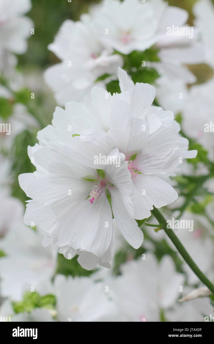 White Musk Mallow Malva moschata (f. Alba) floraison dans un jardin anglais border en été (juin), Banque D'Images