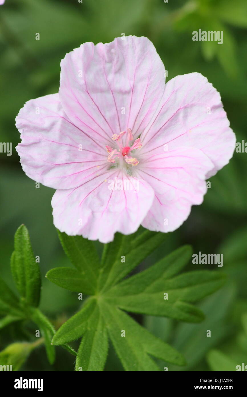 Striped géranium sanguin (Geranium sanguineum 'striatum'), la floraison dans un jardin anglais border au milieu de l'été (juin), Banque D'Images