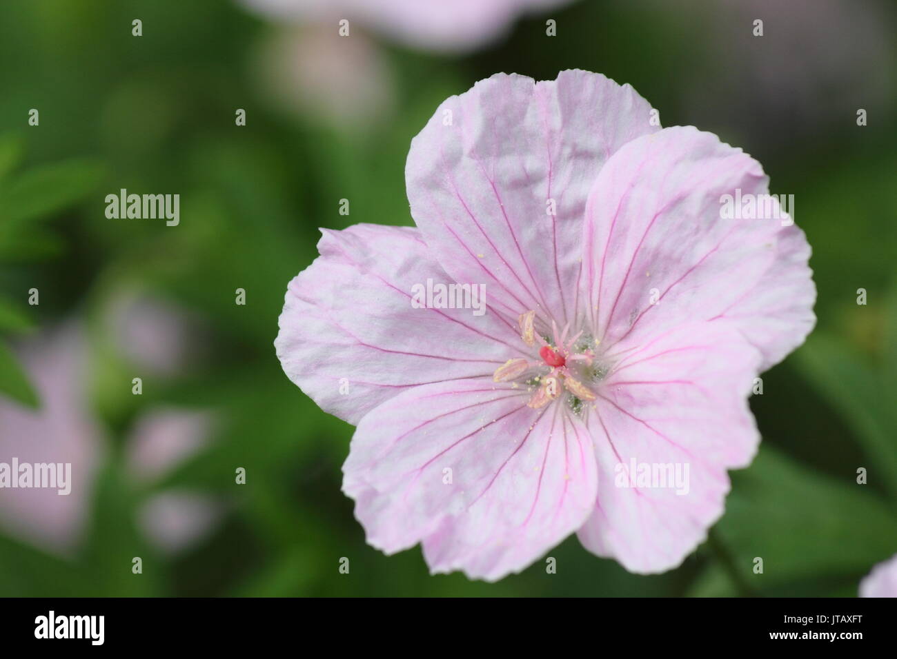 Striped géranium sanguin (Geranium sanguineum 'striatum'), la floraison dans un jardin anglais border au milieu de l'été (juin), Banque D'Images