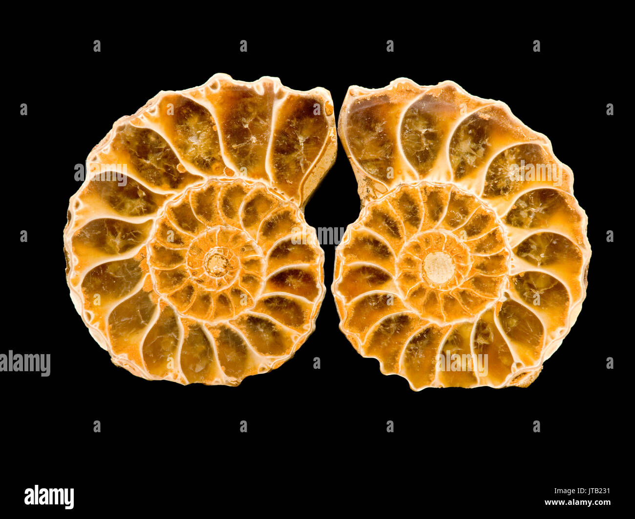 Ammonite poli Banque D'Images