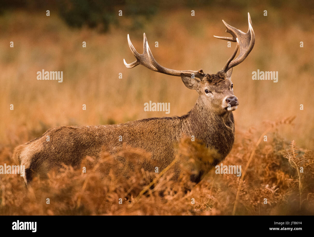 Stag, Red Deer (Cervus elaphus), parmi les fougères, Richmond Park, Londres, Royaume-Uni, UK Banque D'Images