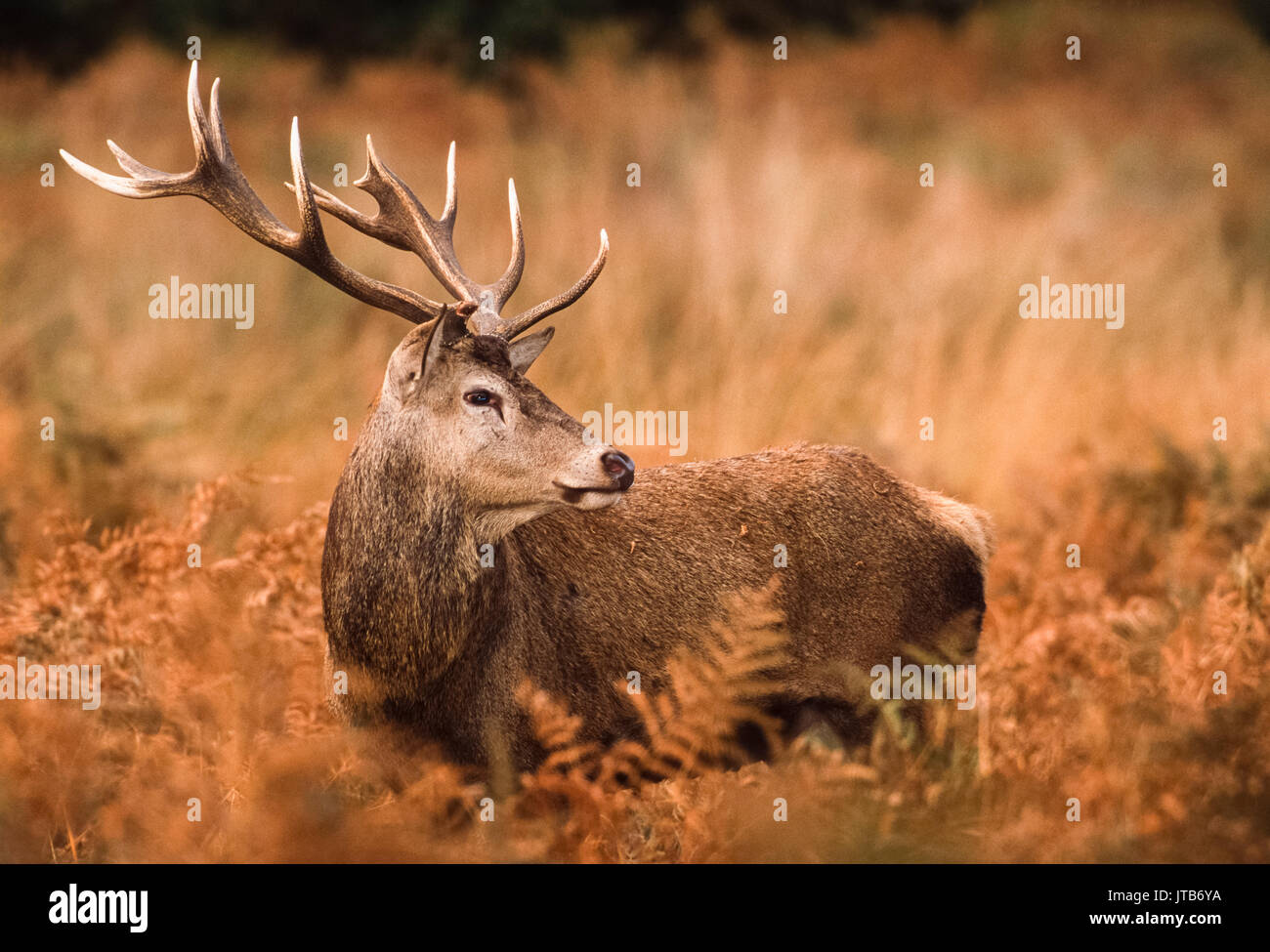 Stag, Red Deer (Cervus elaphus), parmi les fougères, Richmond Park, Londres, Royaume-Uni, UK Banque D'Images