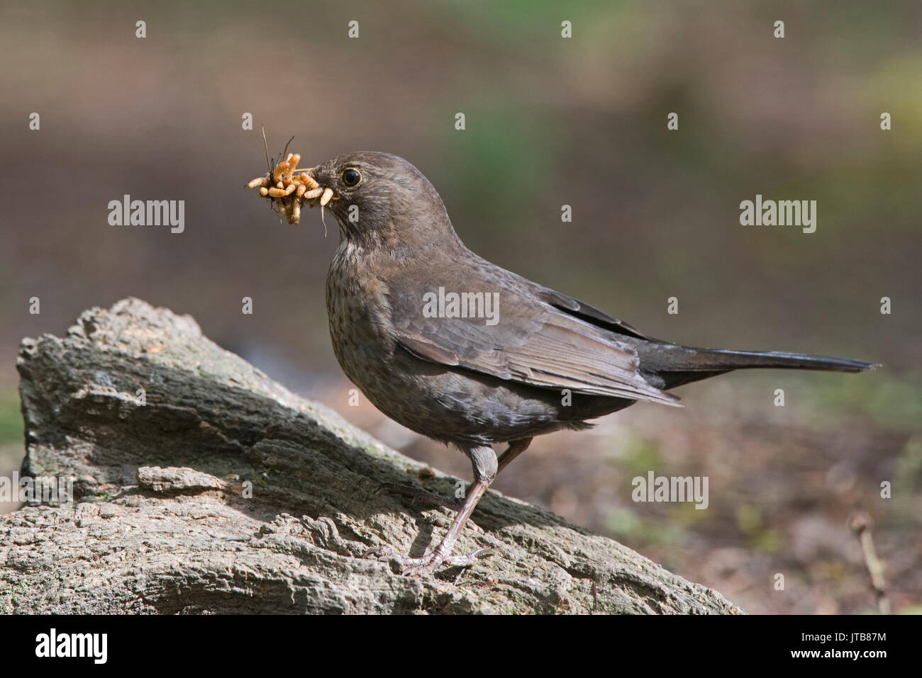 Turdus merula Blackbird collecte pour les jeunes femmes vers de farine au nid dans jardin Norfolk Banque D'Images