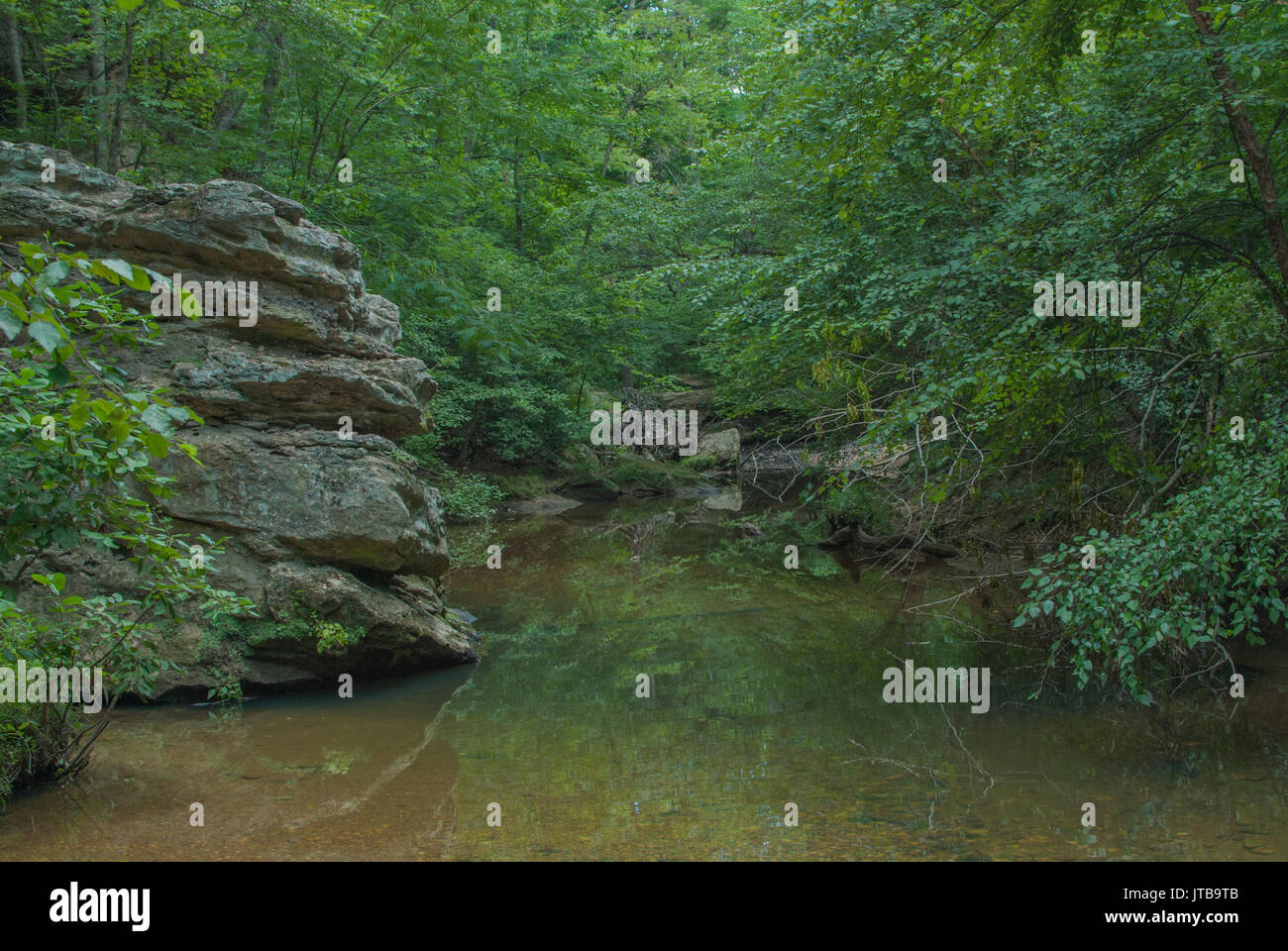 Hazel courir à Alum Spring Park, Fredericksburg, Virginia Banque D'Images