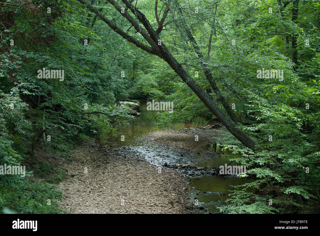 Arbre tombé sur Hazel courir à Alum Spring Park, Fredericksburg, Virginia Banque D'Images