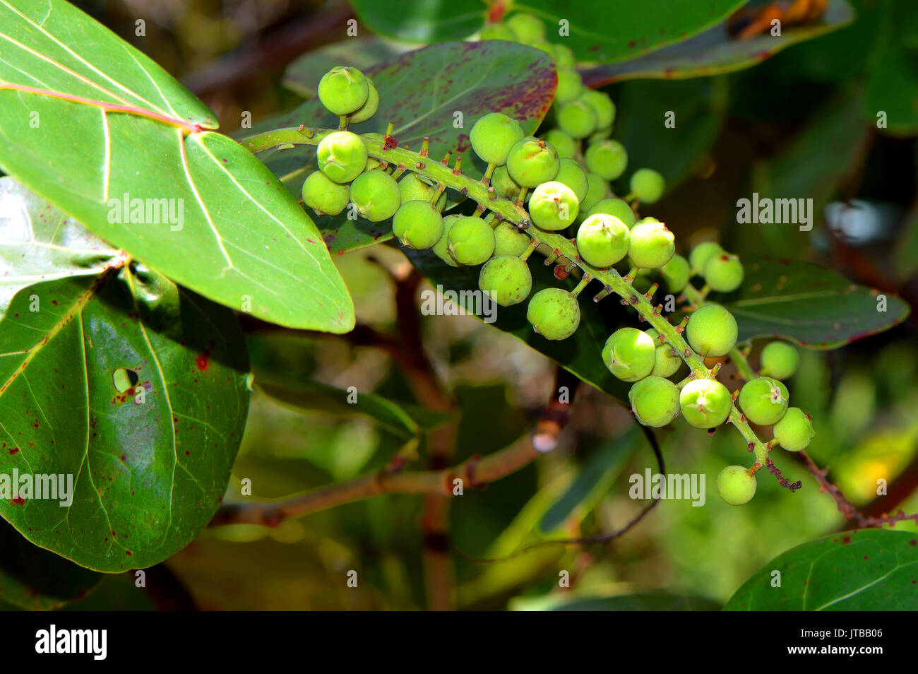 Peperomia obtusifolia fruits sur la plante Banque D'Images