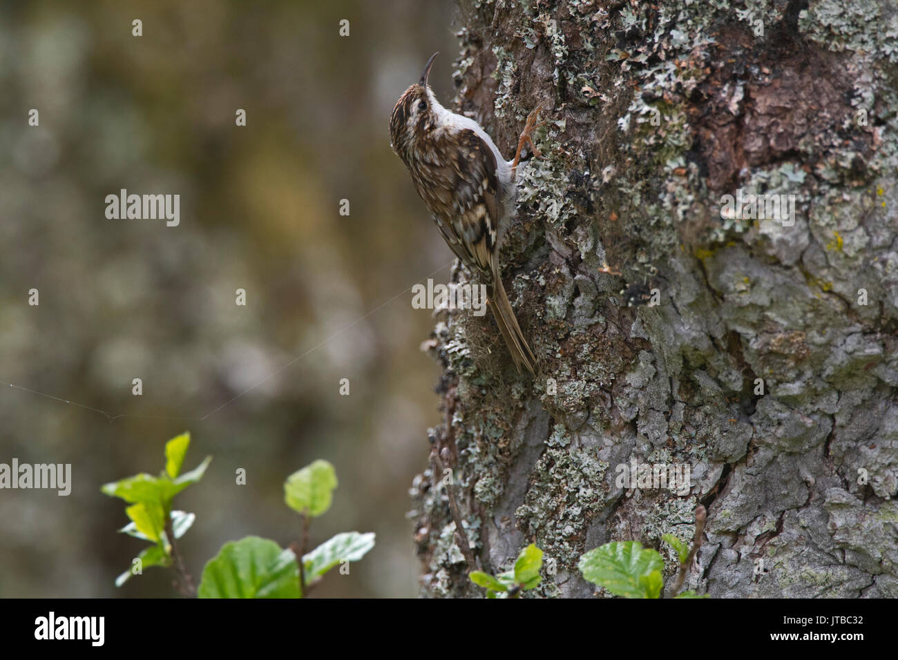 Bruant Certhia familiaris Forsinaird eurasien de la réserve RSPB Écosse printemps Banque D'Images