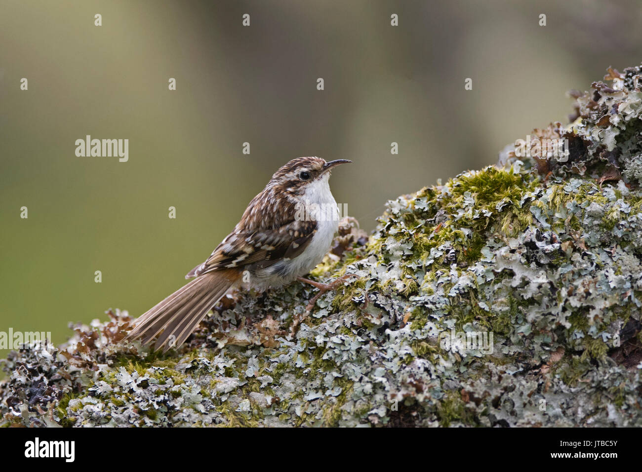 Bruant Certhia familiaris Forsinaird eurasien de la réserve RSPB Écosse printemps Banque D'Images
