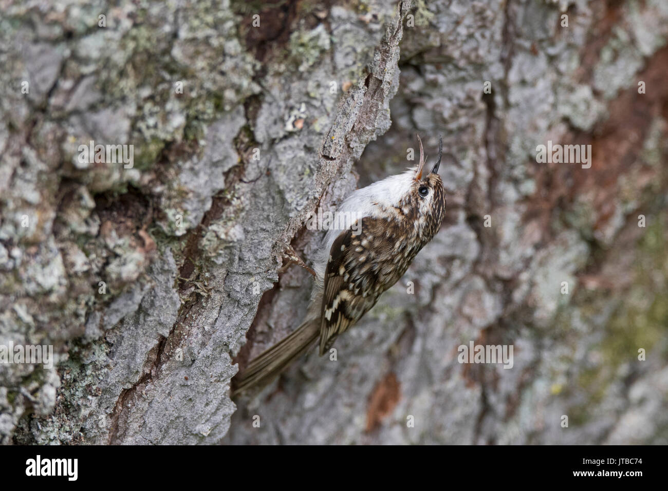 Bruant Certhia familiaris Forsinaird eurasien de la réserve RSPB Écosse printemps Banque D'Images