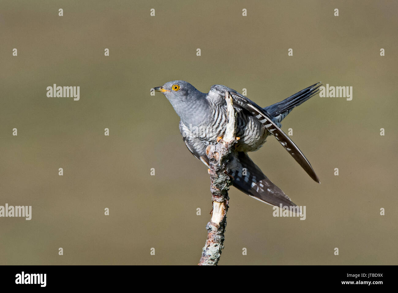 Cuckoo Cuculus canorus Common Écosse Caithness Banque D'Images