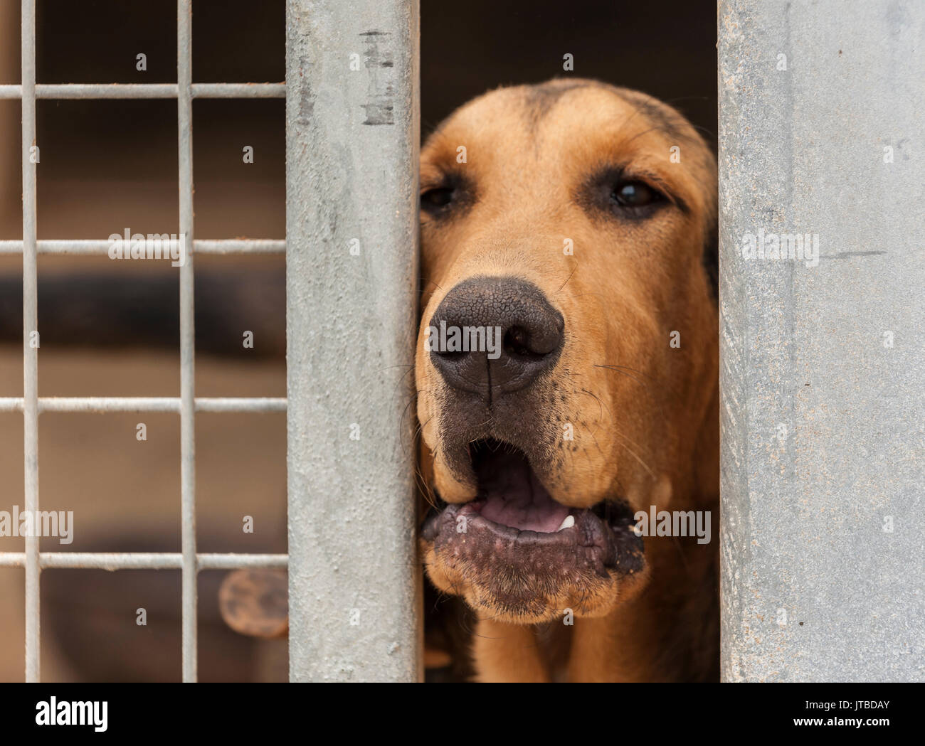 Un jeune chiot bloodhound - environ 16 semaines - à la recherche à travers les barreaux de sa cage Banque D'Images