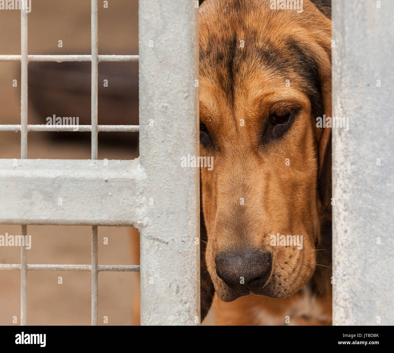 Un jeune chiot bloodhound - environ 16 semaines - à la recherche à travers les barreaux de sa cage Banque D'Images