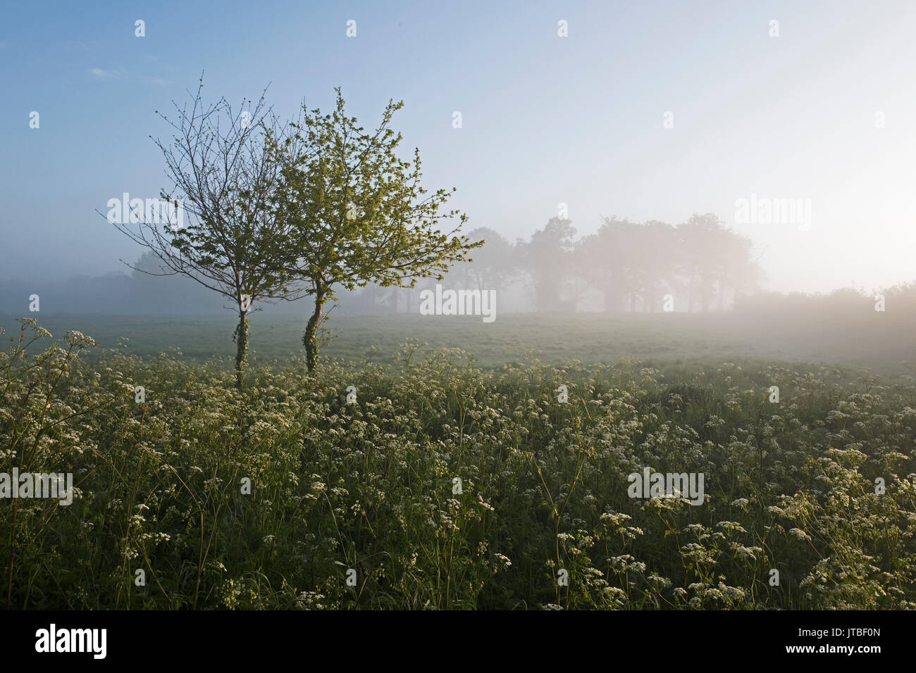 Matin brumeux sur prairie au printemps Grand Walsingham Norfolk Banque D'Images