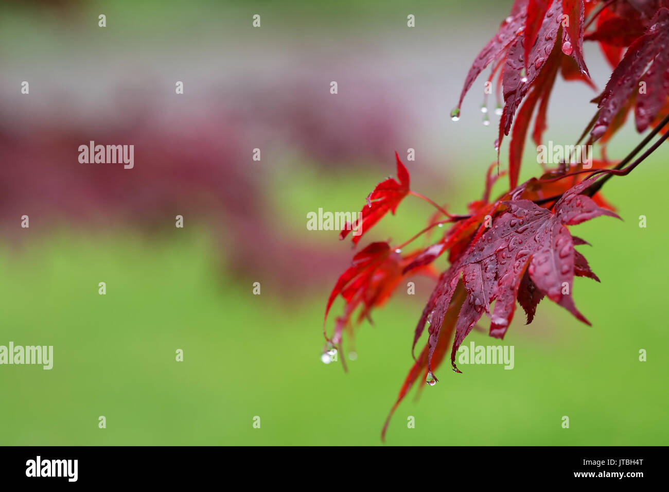 Les feuilles d'érable rouge-japonais (Acer japonicum) avec de l'eau chute après la pluie sur fond vert Banque D'Images