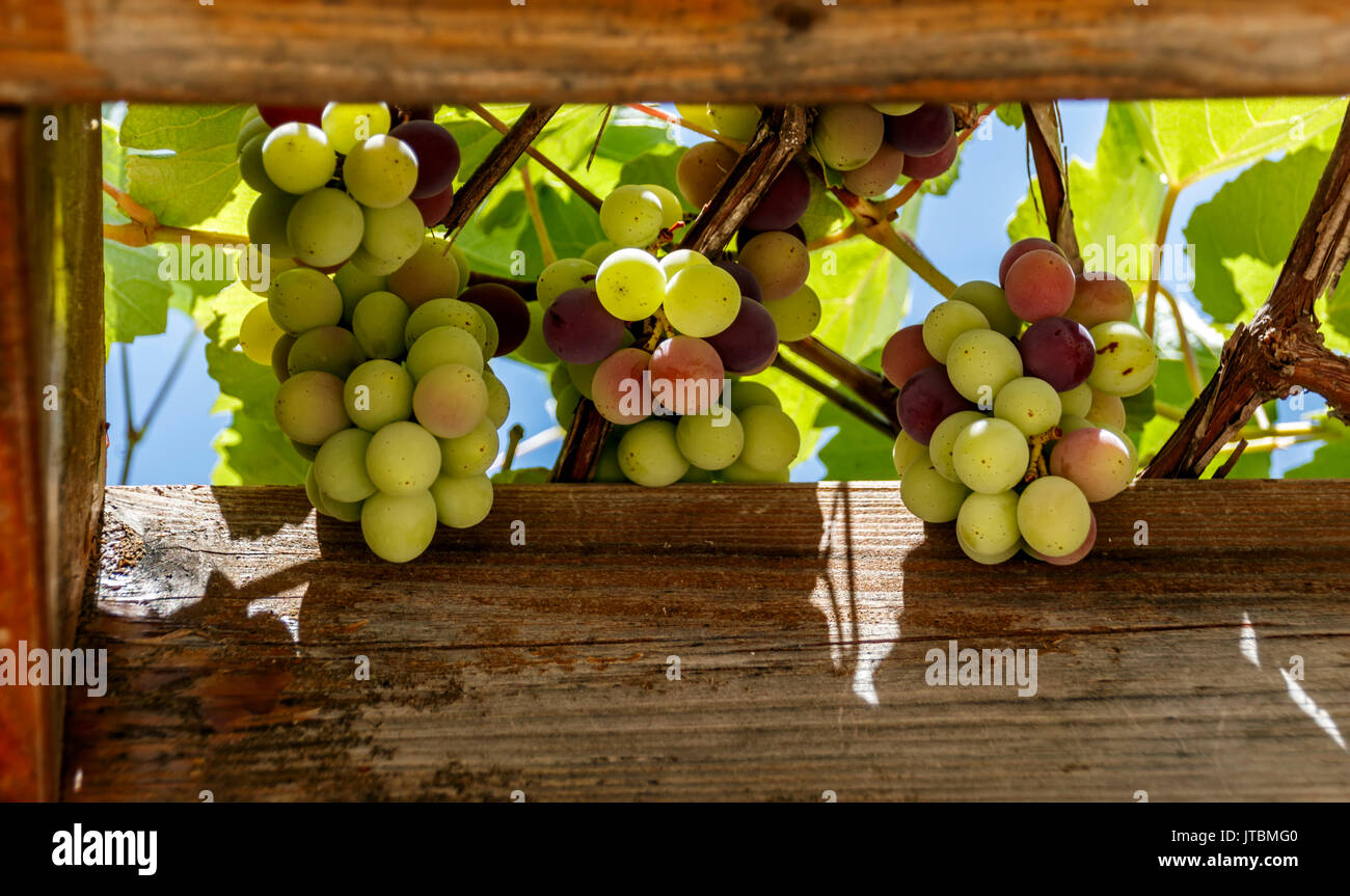 Grappes de raisin dans un cadre en bois Banque D'Images
