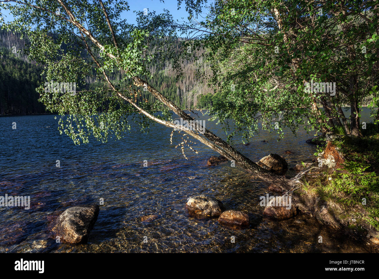 Lac glaciaire de cerne noir, dans les montagnes de Sumava jezero, Parc National, République Tchèque Banque D'Images