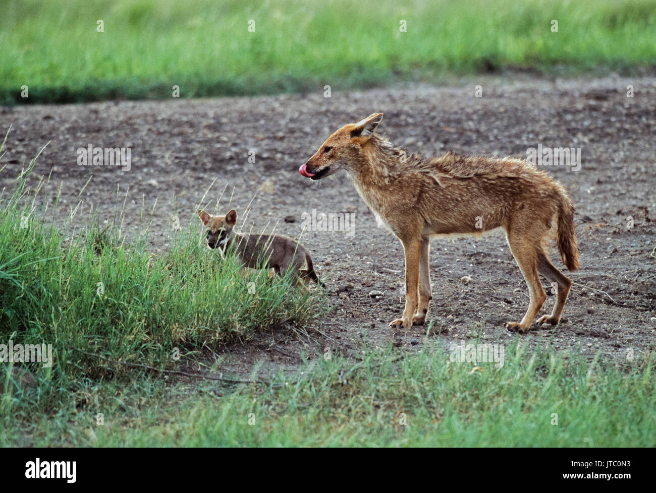 Le Chacal, indien (Canis aureus indicus), avec cub près de den, Parc National, Velavadar Blackbuck, Gujarat, Inde Banque D'Images