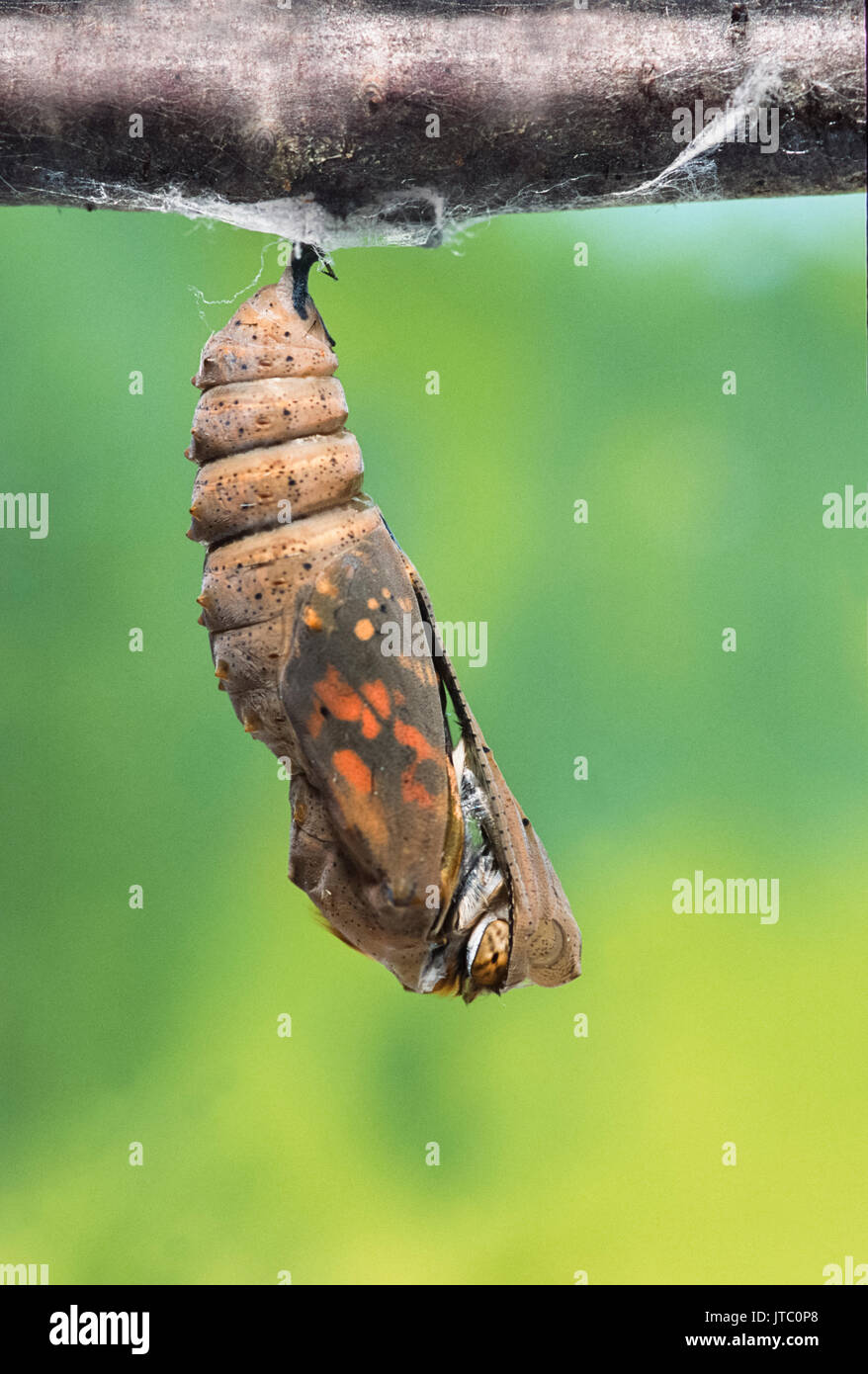Nymphe de la belle dame (Vanessa cardui), papillon qu'émerger, London, Royaume-Uni (captive) Banque D'Images