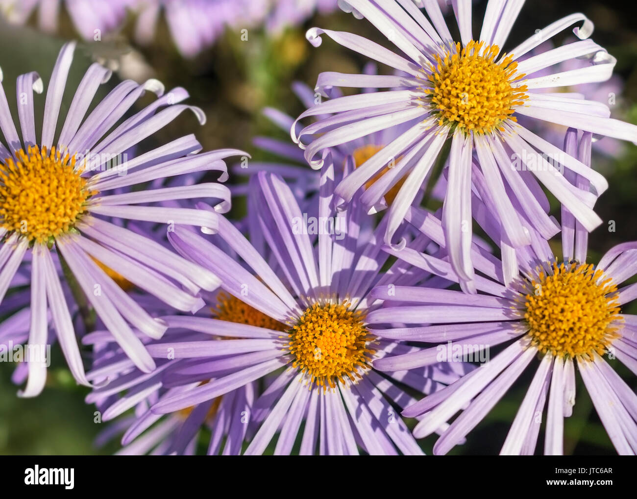 Macro fleur de camomille natural background Banque D'Images