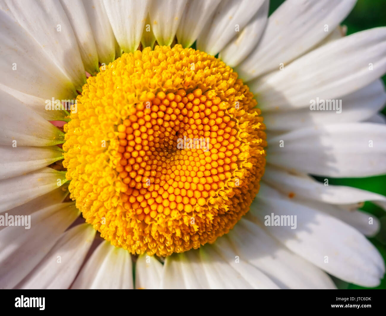 Macro fleur de camomille natural background Banque D'Images