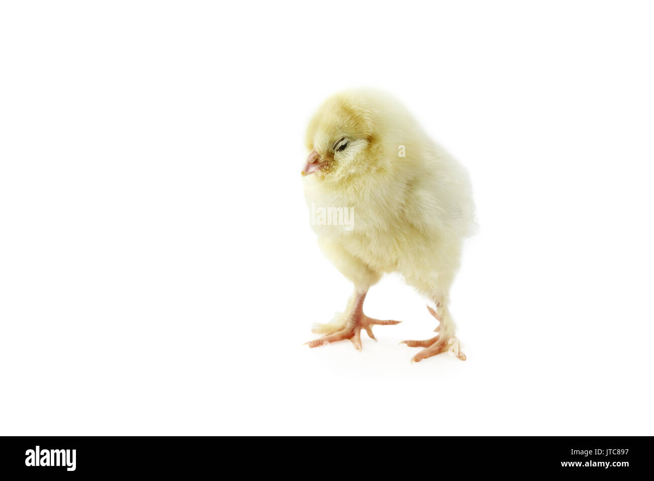 Sleeping baby chick Faverolle isolé sur fond blanc avec l'ombre légère. L'extrême profondeur de champ à l'attention sélective sur le visage. Banque D'Images