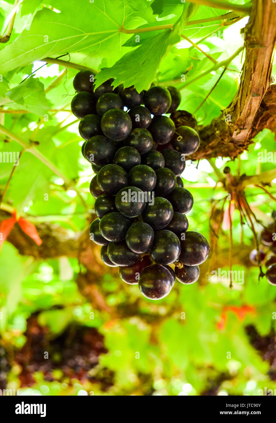 Raisins dans le jardin. Banque D'Images