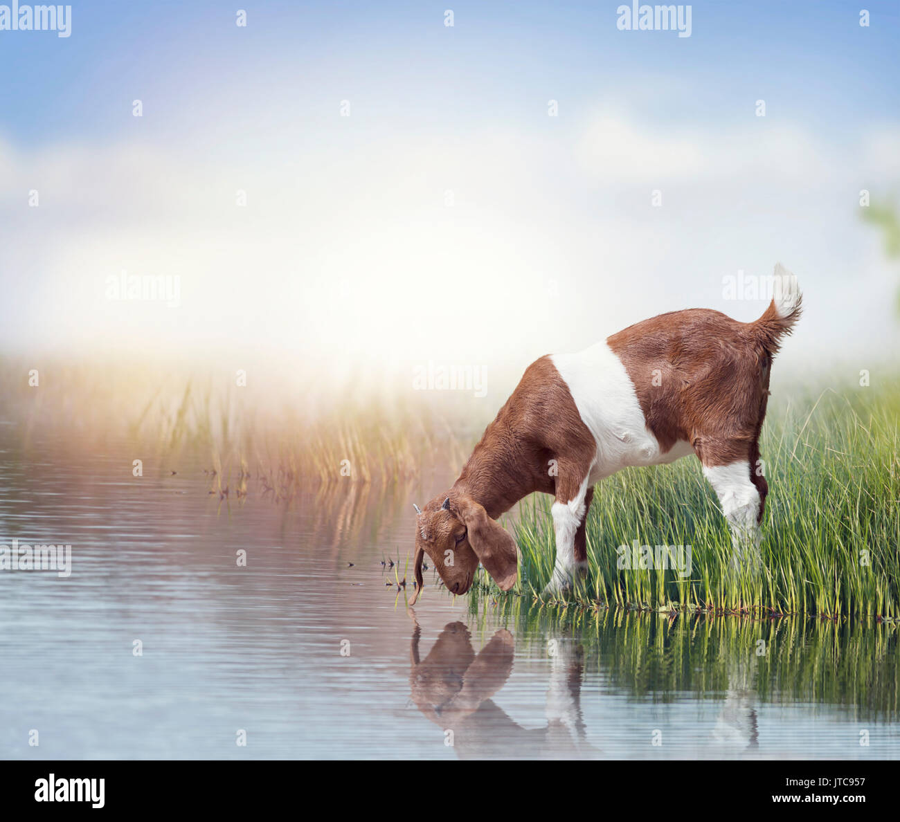 Les jeunes chèvres Boer près de pond Banque D'Images