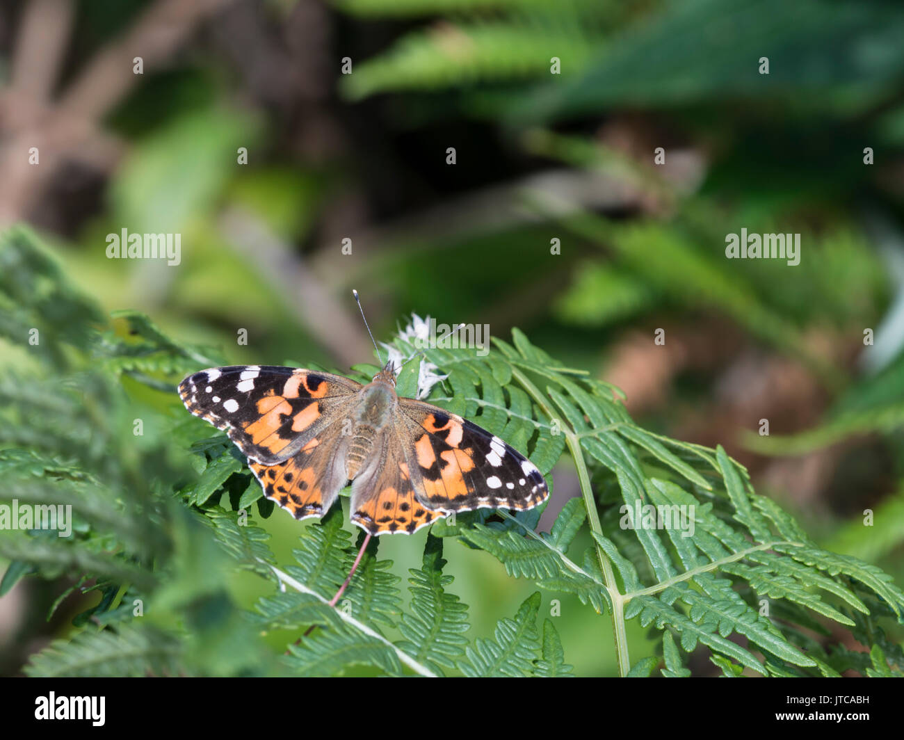 Papillon belle dame : Vanessa cardui. Banque D'Images