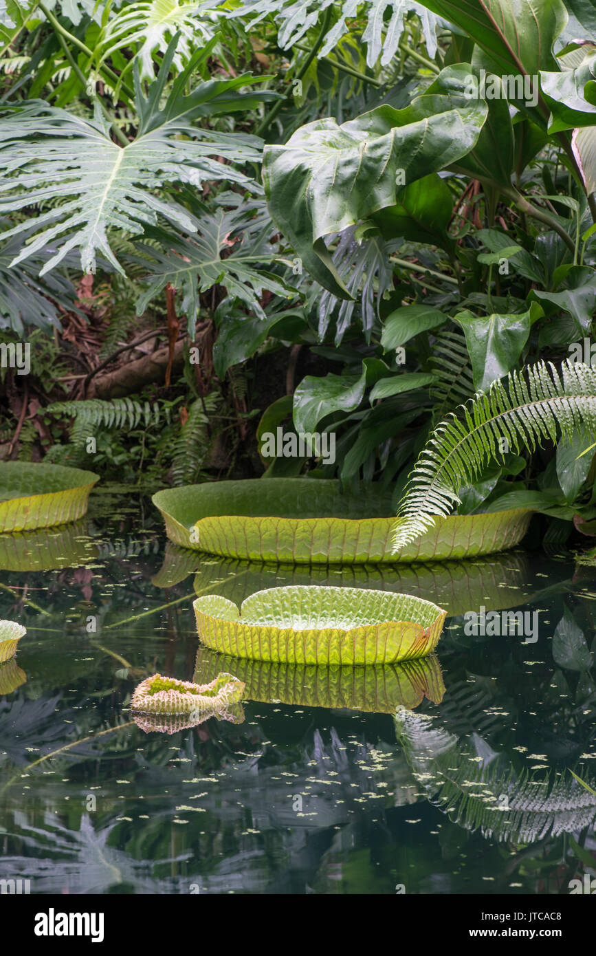 Santa Cruz Water Lily : Victoria cruziana. Eden Project, UK Banque D'Images