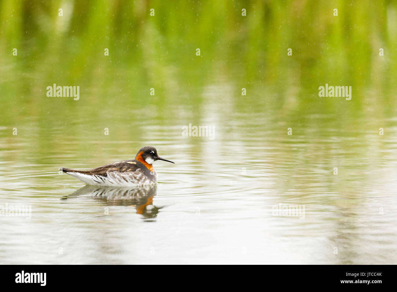 Le Phalarope à se nourrir dans l étang à Pilgrim Hot Springs en dehors de Nome dans le nord-ouest de l'Alaska. Banque D'Images