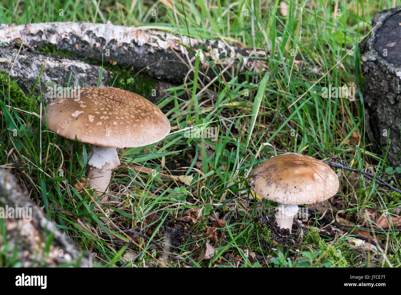 Le blush (Amanita rubescens) Banque D'Images