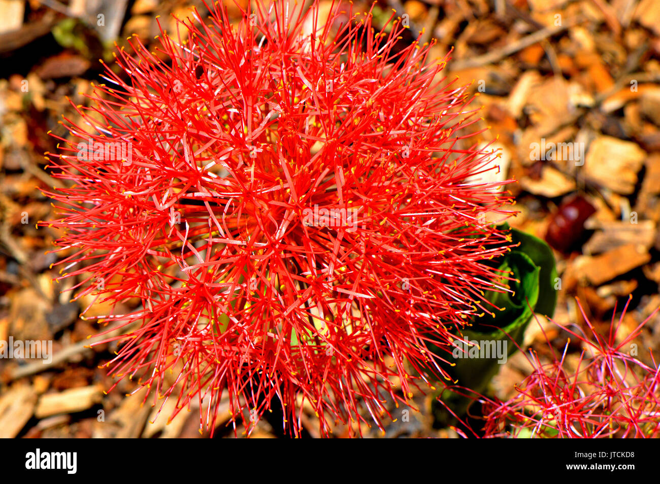 Scadoxus multiflora Banque de photographies et d’images à haute ...