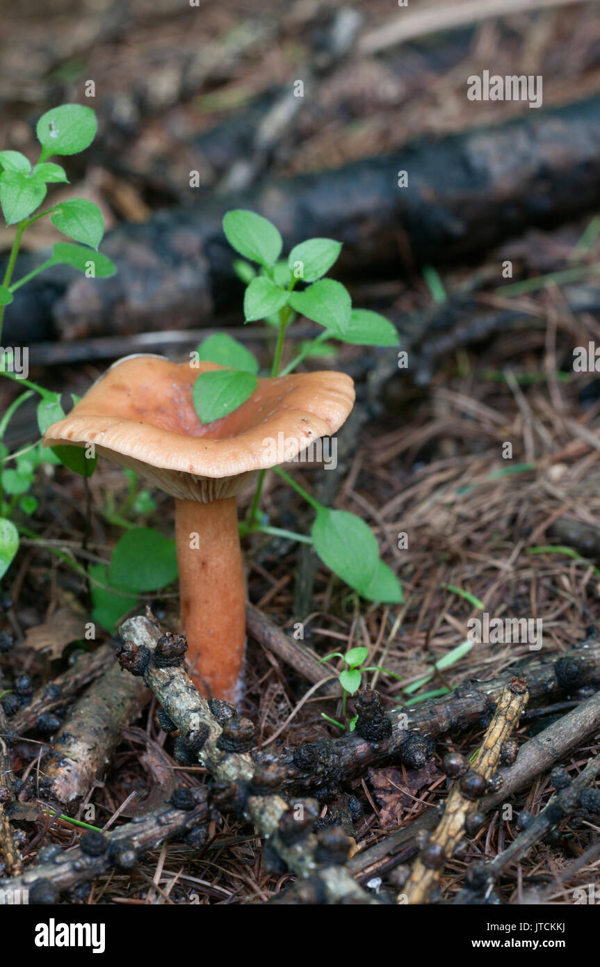 Rufus milkcap (Lactarius rufus) champignons, Close up shot Banque D'Images