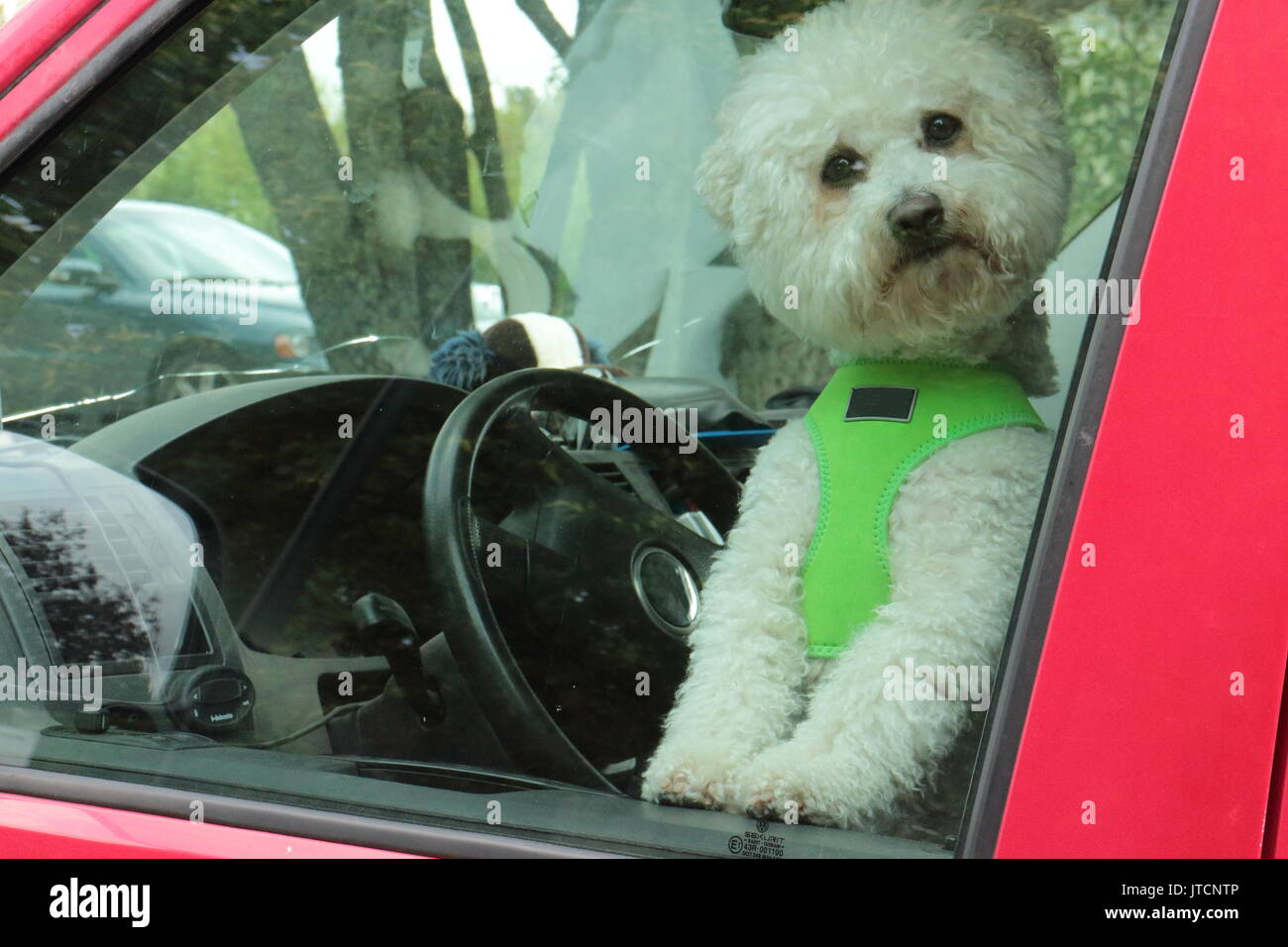 Peu de blanc chien seul dans la voiture. Chien heureux est assis dans le siège du conducteur et d'attente pour le propriétaire. Hé, je vous ai vu ! Banque D'Images