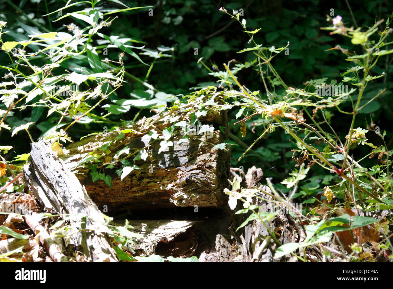 Dickicht, Unterholz, mit einem mystischen Wald Holz Banque D'Images