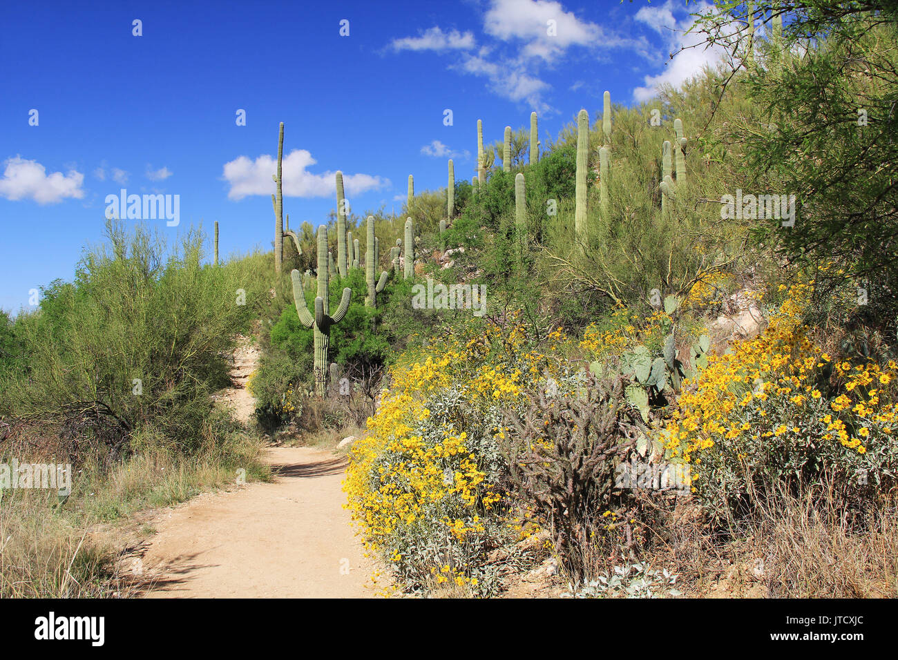 Sentier de randonnée dans la région de Bear Canyon Sabino Canyon Recreation Area Park dans le désert de Sonora le long des montagnes Santa Catalina à Tucson, Arizona. Banque D'Images