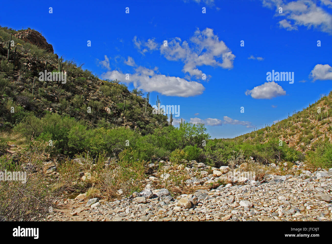 Dans Bear Canyon Sabino Canyon Recreation Area Park dans le désert de Sonora le long des montagnes Santa Catalina à Tucson, Arizona. Banque D'Images