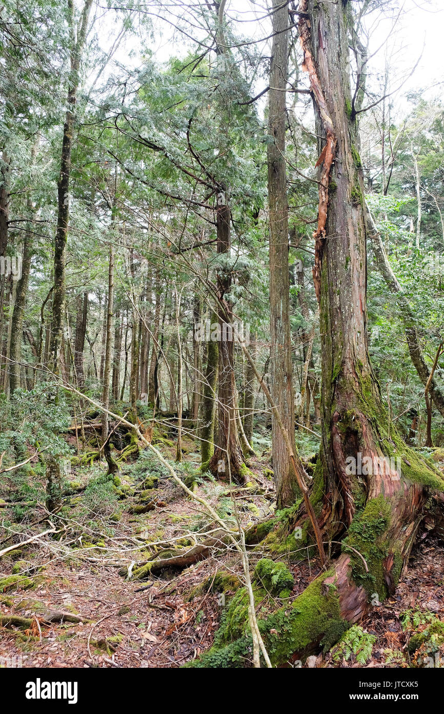 Aokigahara est une forêt qui se trouve à la base du Mont Fuji, également connu sous le nom de forêt du suicide ou la mer d'arbres, forêt Aokigahara est une destinatio Banque D'Images