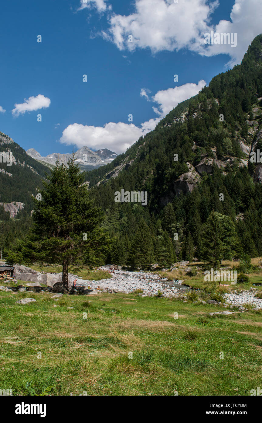 Italie : un sapin géant dans la vallée de Mello, une vallée verte entourée de montagnes de granit et d'arbres forestiers, connue sous le nom de la petite vallée de Yosémite italien Banque D'Images