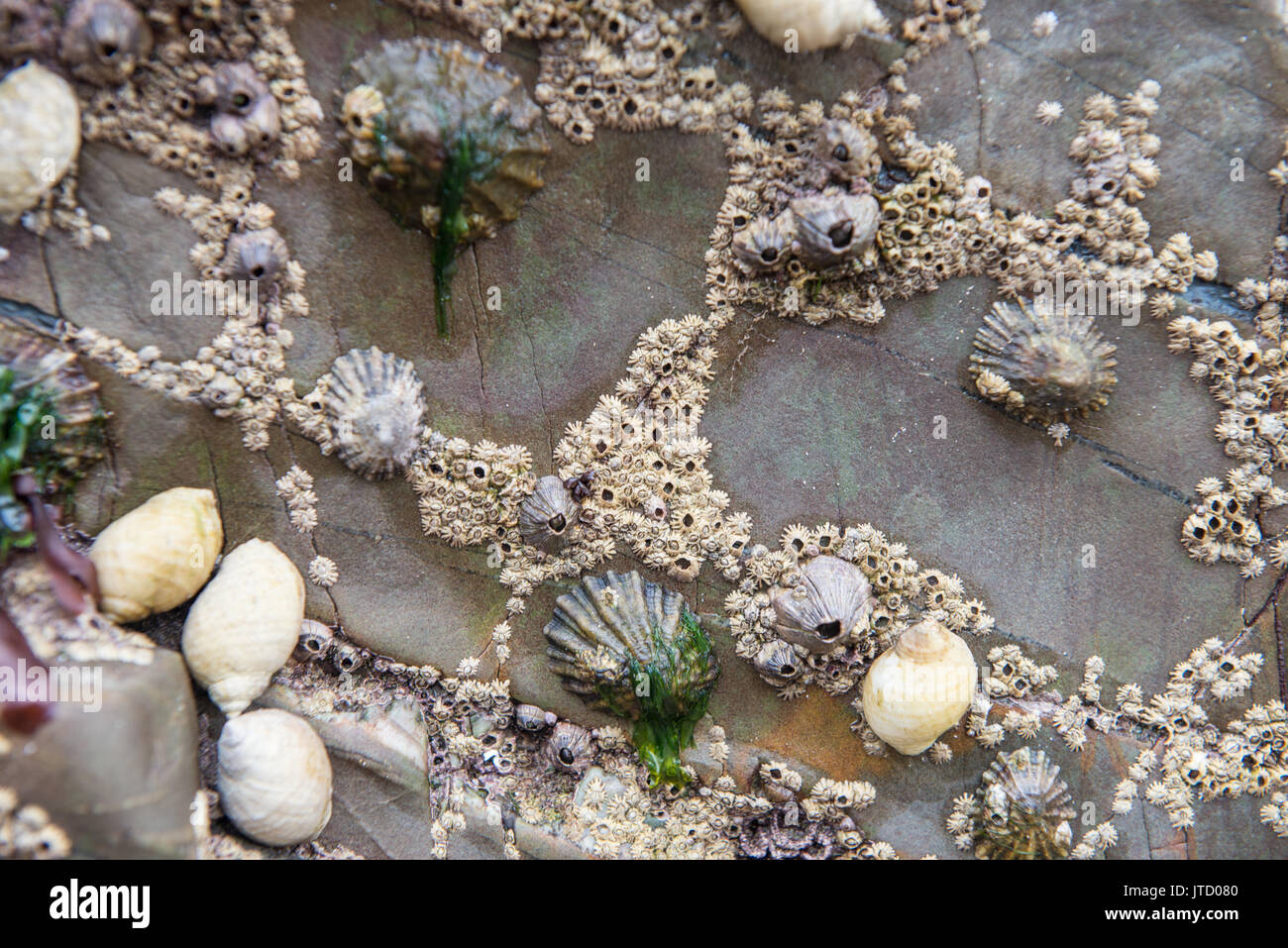Les crustacés s'accrocher sur des rochers à marée basse. Le Pays de Galles.  United Kingdom Photo Stock - Alamy