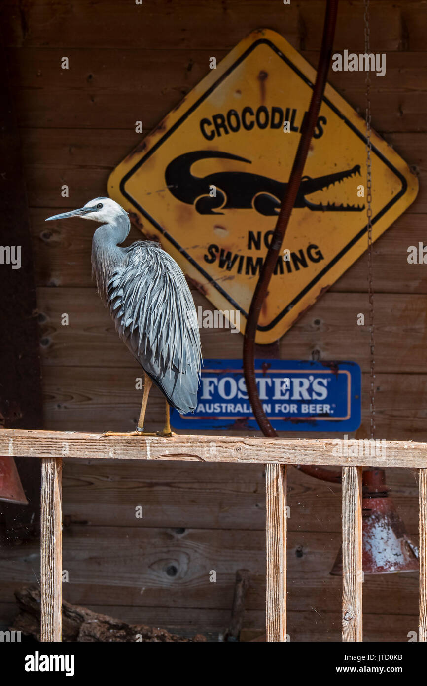 Aigrette à face blanche / L'Oie rieuse (Egretta novaehollandiae) perché sur le porche de la maison, originaire de Nouvelle-Zélande et l'Australie Banque D'Images