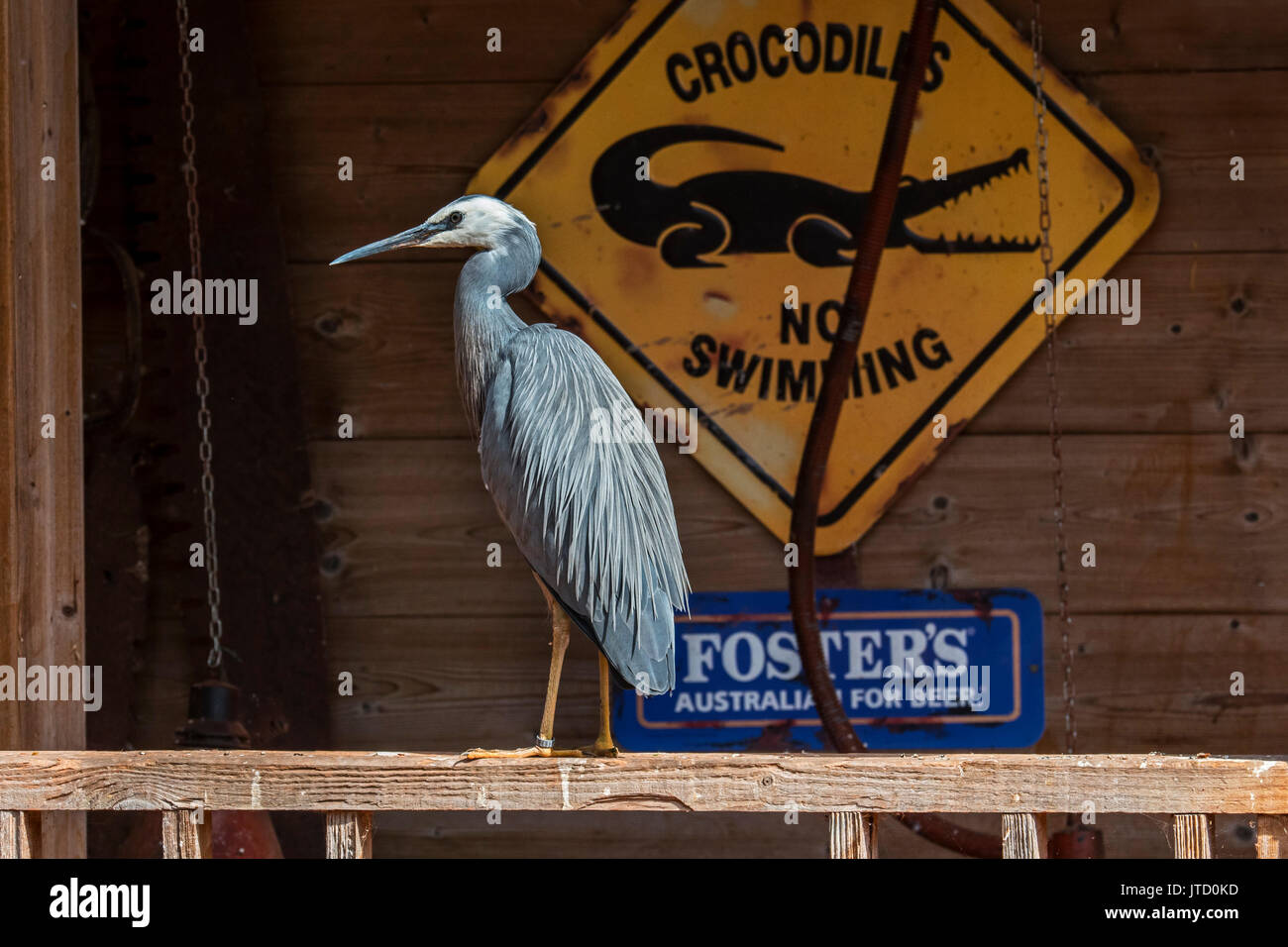 Aigrette à face blanche / L'Oie rieuse (Egretta novaehollandiae) perché sur le porche de la maison, originaire de Nouvelle-Zélande et l'Australie Banque D'Images