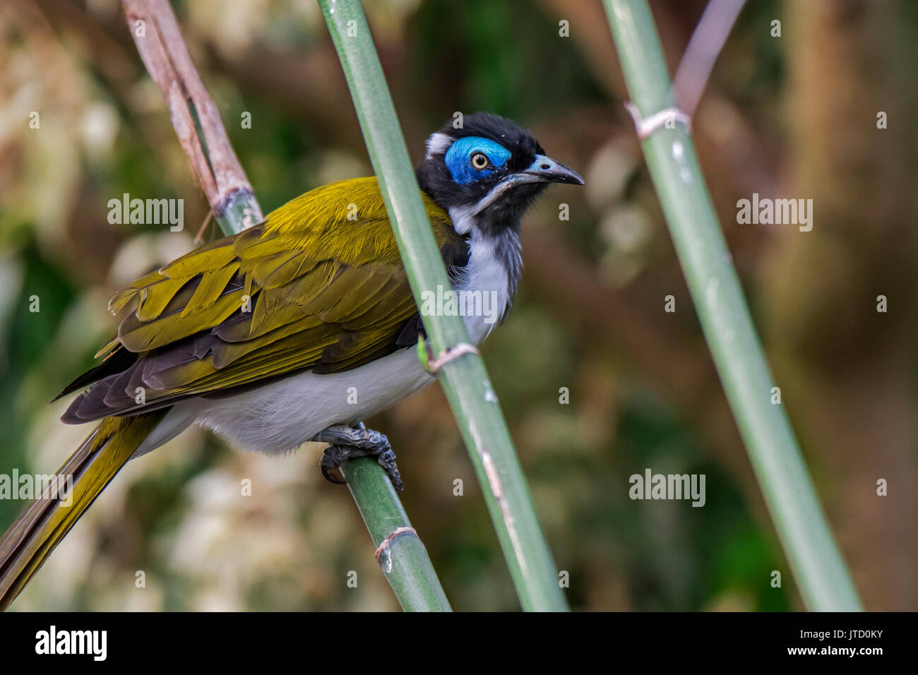 Méliphage à face bleue / bananabird (Entomyzon cyanotis), originaire de l'Australie et du sud de la Nouvelle-Guinée Banque D'Images
