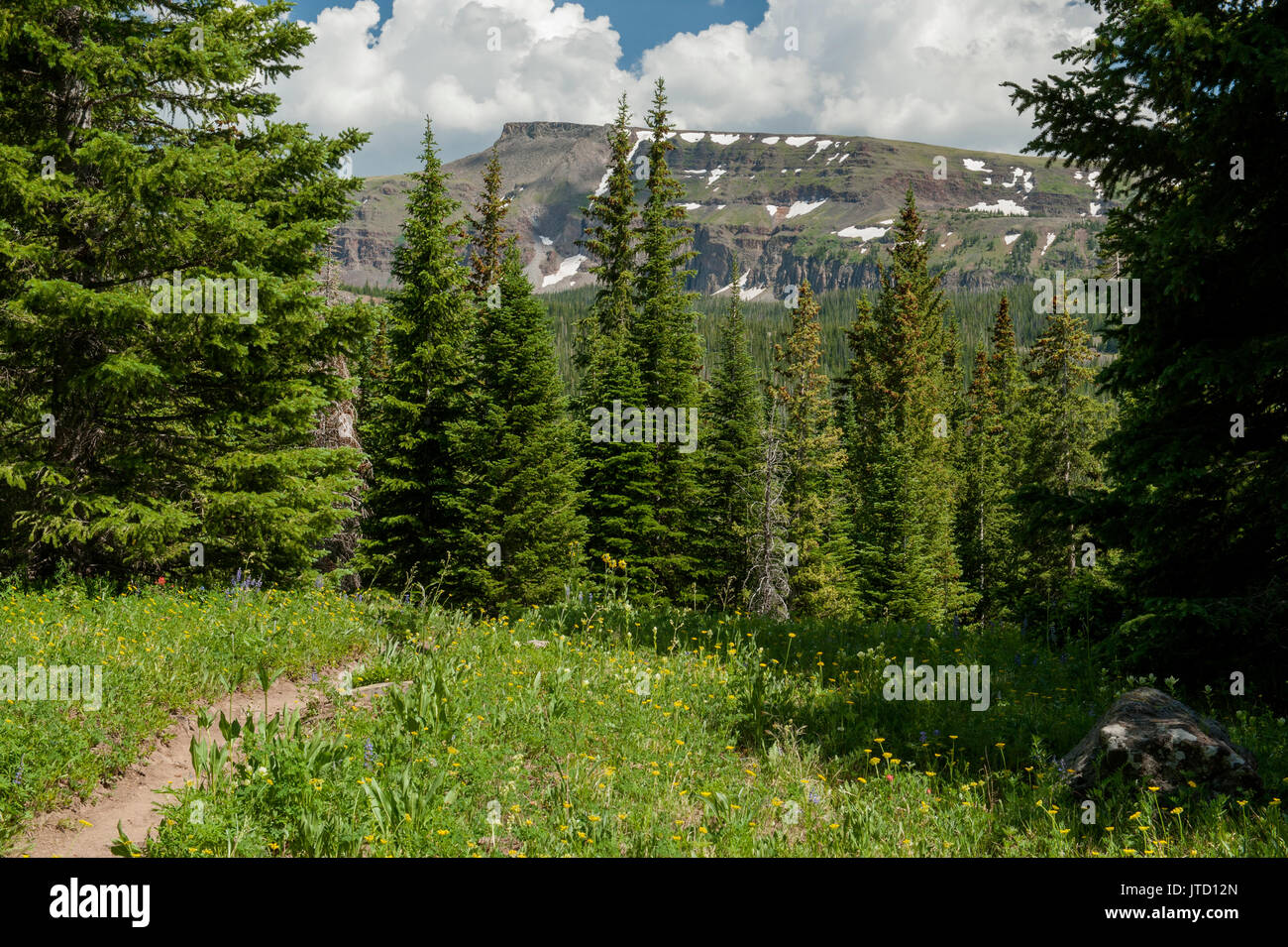 Un bluff sans nom du Colorado's Flat Tops Montagnes, Vue depuis le sentier du lac Smith à l'apogée de la saison des fleurs sauvages. Banque D'Images