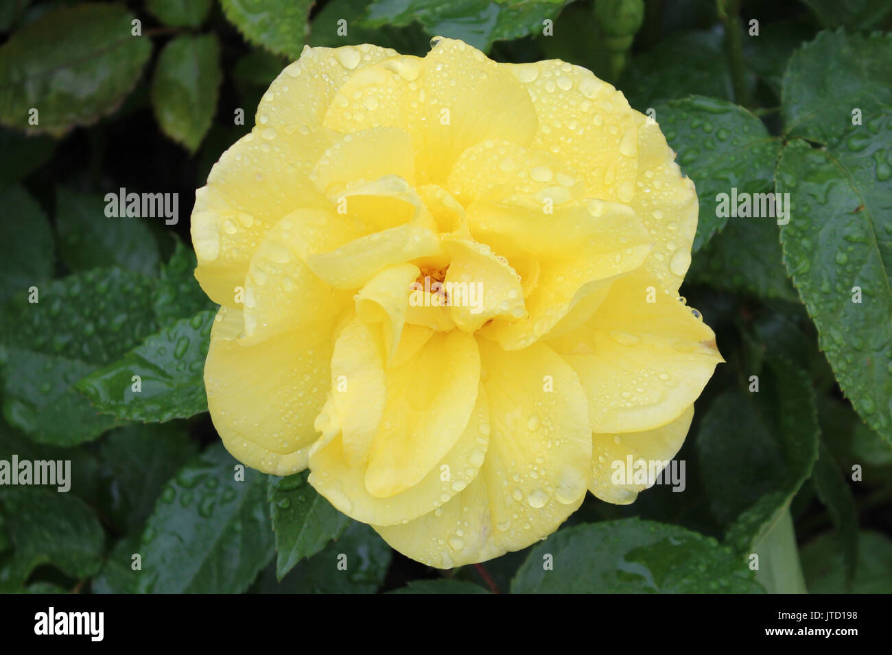 Rose jaune avec dewdrops Banque D'Images