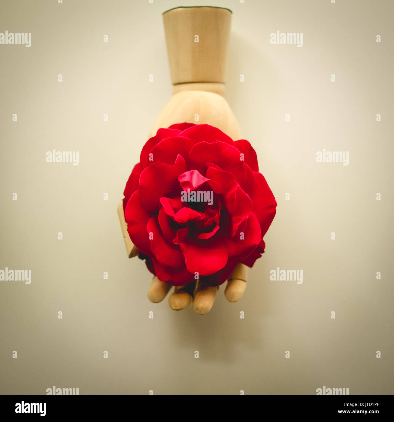 Vintage à l'image d'un modèle en bois main tenant une rose rouge. Banque D'Images