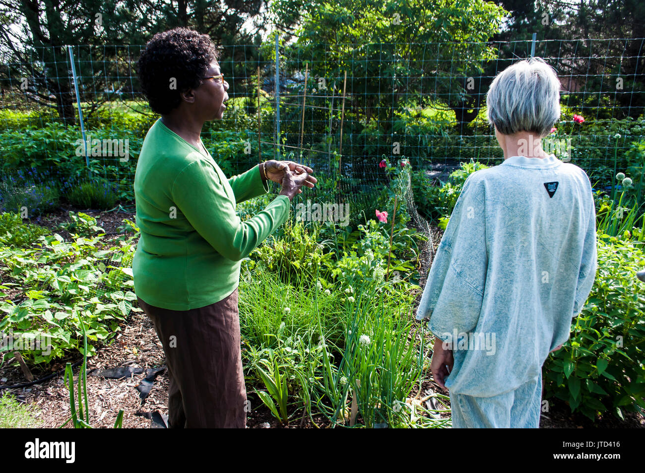 Deux femmes l'extraction d'un potager dans une cour, Nouveau Brunswick, Canada Banque D'Images