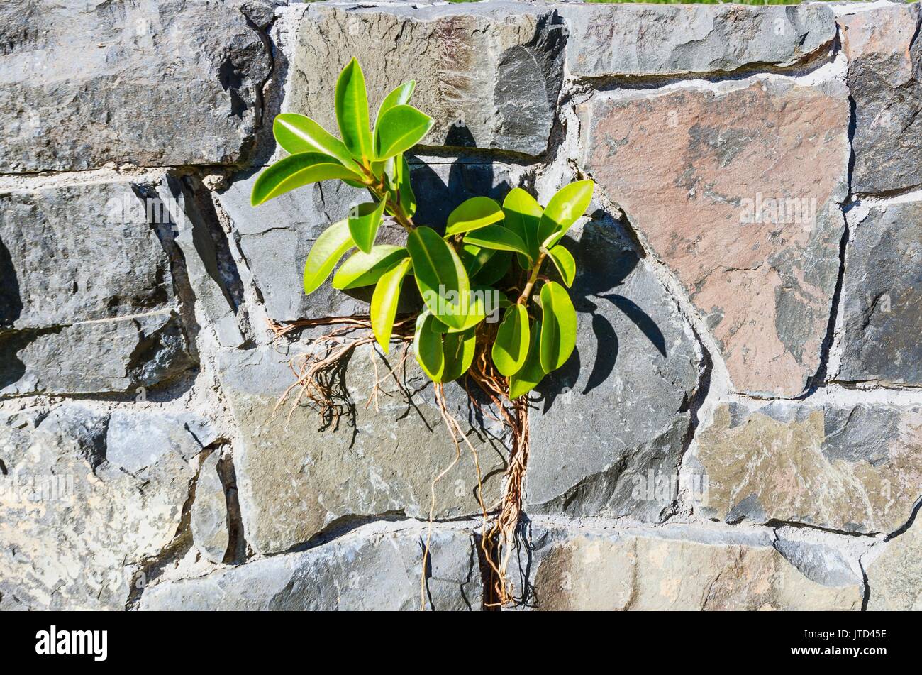 Petit arbre poussant sur un mur en pierre par l'homme Banque D'Images
