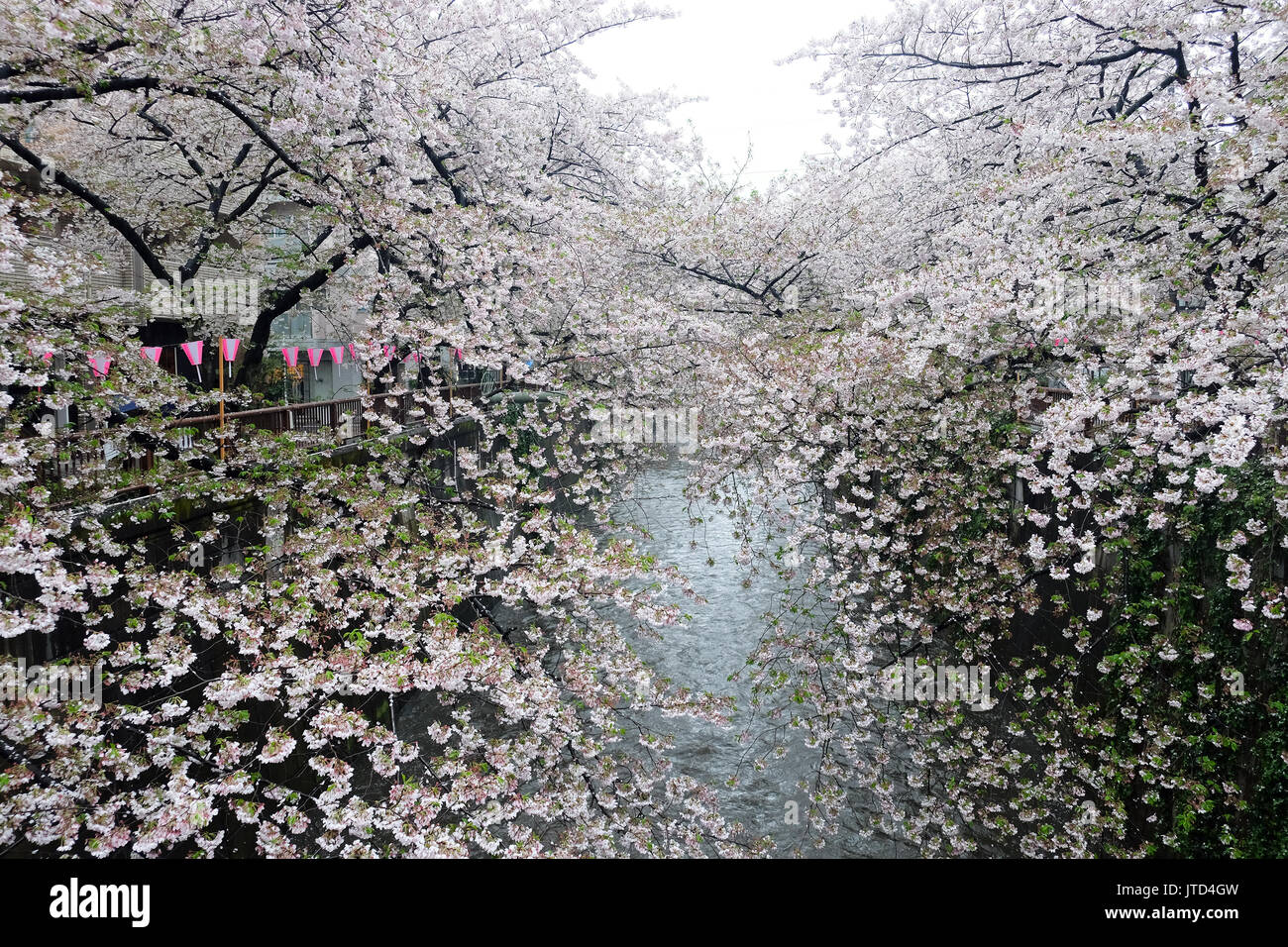 Les fleurs de cerisier à Meguro river à Tokyo au Japon,La rivière est un lieu populaire pour ses cerisiers en fleurs au printemps. Banque D'Images